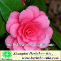 Ornamental flower camellia japonica seeds for planting